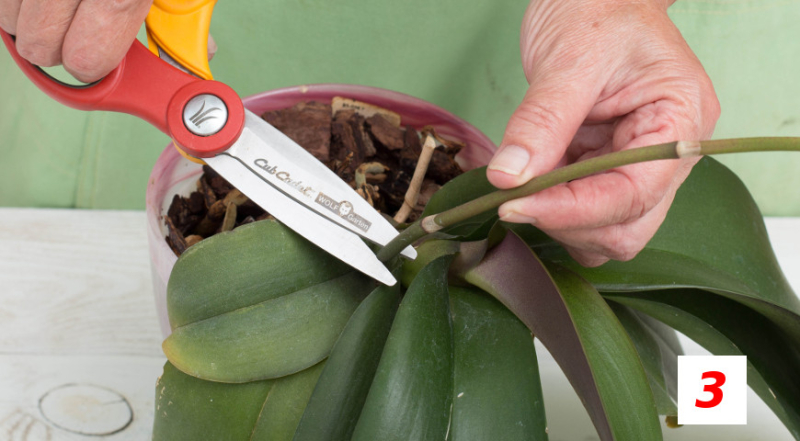 Как самому размножить орхидею фаленопсис, самые простые и надежные методы