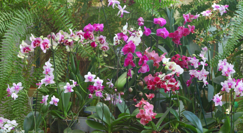 Как самому размножить орхидею фаленопсис, самые простые и надежные методы