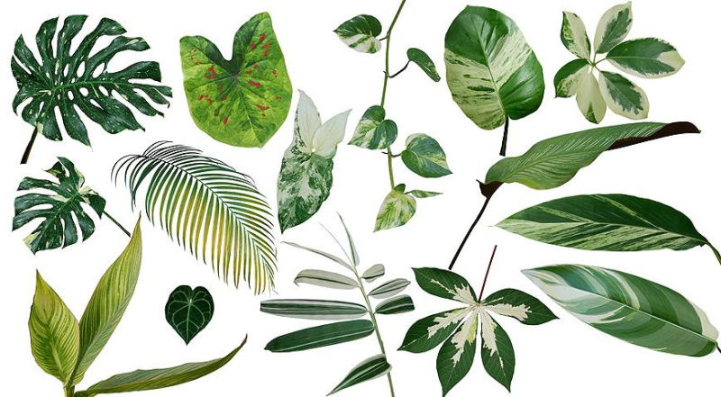 Как сохранить вариегатность у комнатных растений: личный опыт Елены Костровой
