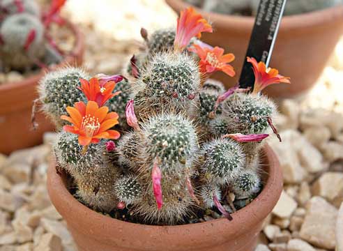 Кактусы: как правильно ухаживать зимой, чтобы добиться красивого цветения