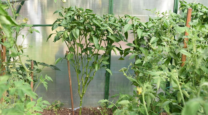Почему болгарский перец горький и как его подсластить в саду