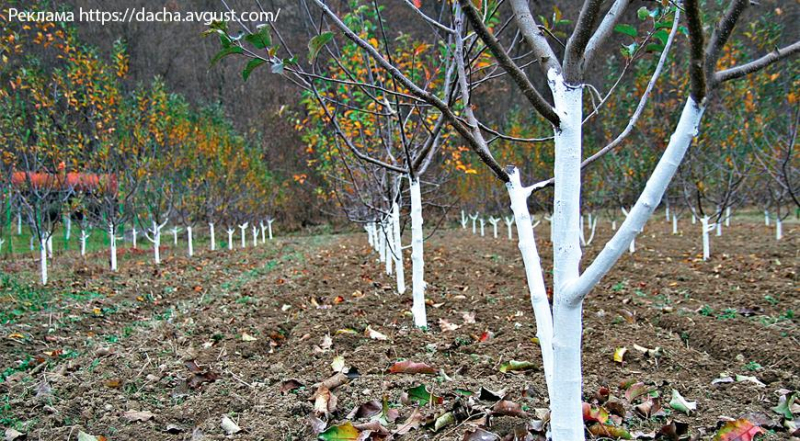 Почему не нужно белить деревья весной, правильная побелка осенью