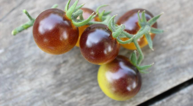 Пошаговая инструкция по выбору сорта помидоров для посадки на дачу: в теплицу и открытый грунт