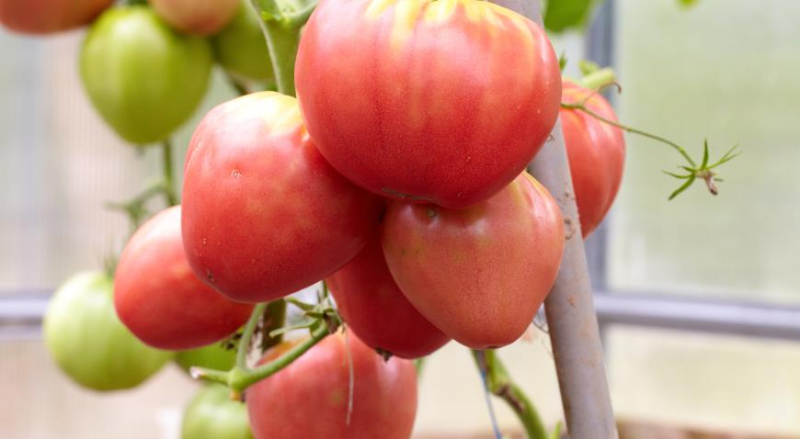 Пошаговая инструкция по выбору сорта помидоров для посадки на дачу: в теплицу и открытый грунт