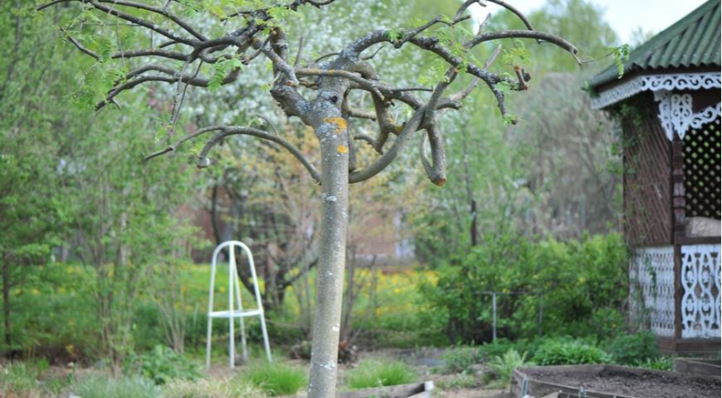 Самые красивые рябины для сада: выбираем семейное дерево