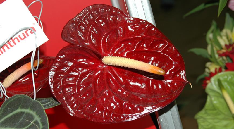 Антуриум Андрэ, или цветок фламинго - мужское счастье, цветок любви и символ медового месяца