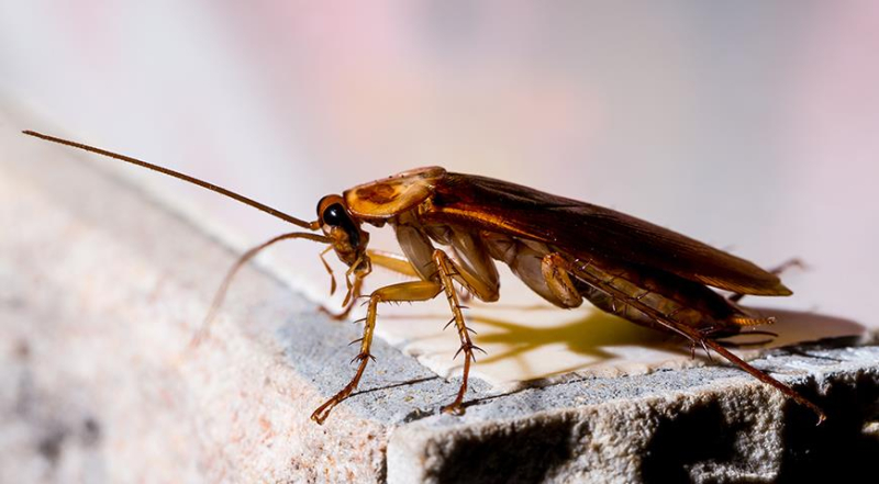 Борьба с тараканами: народные и технические средства борьбы с усатым вредителем