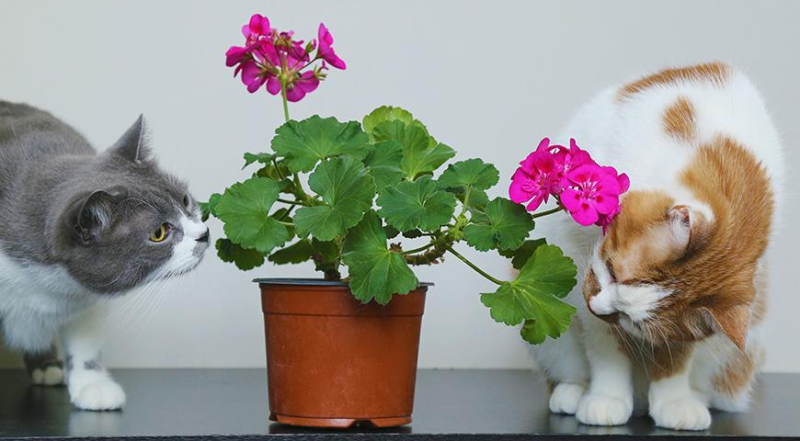 Как избавиться от сильного запаха кошачьей мочи