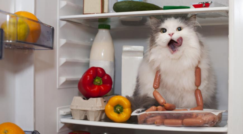 Какие овощи и фрукты можно давать кошкам, как правильно включать их в кошачий рацион