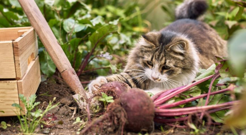 Какие овощи и фрукты можно давать кошкам, как правильно включать их в кошачий рацион