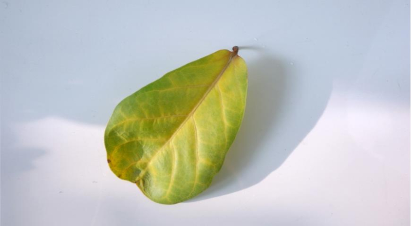 Почему на листьях комнатных растений зимой появляются желтые прожилки и что с этим делать