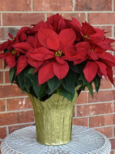 Рождественский цветок пуансеттия: что приносит в дом и как за ним ухаживать