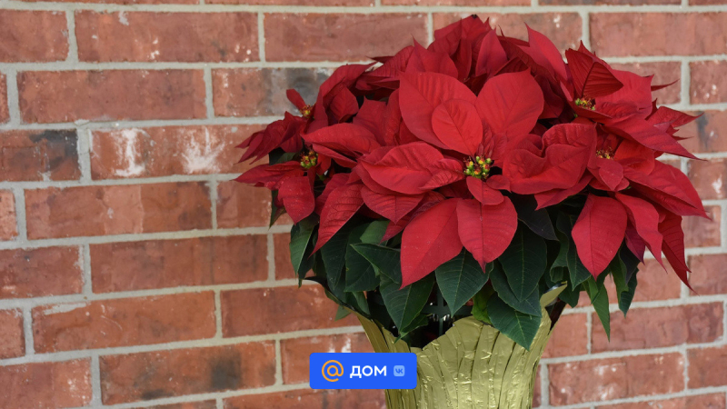 Рождественский цветок пуансеттия: что приносит в дом и как за ним ухаживать