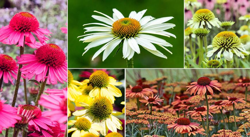 Список цветущих растений, которые нужно сеять зимой