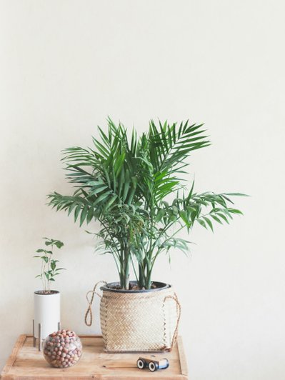 5 растений, которые заменят кондиционер и воздухоочиститель