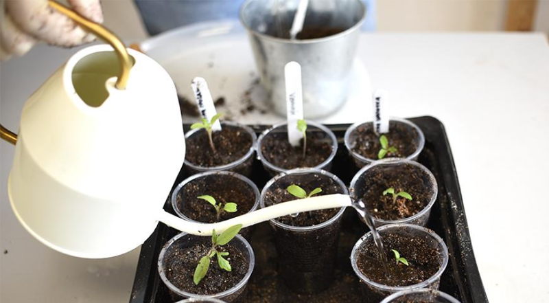 Что нужно, чтобы вырастить здоровую и сильную рассаду помидоров и перцев?