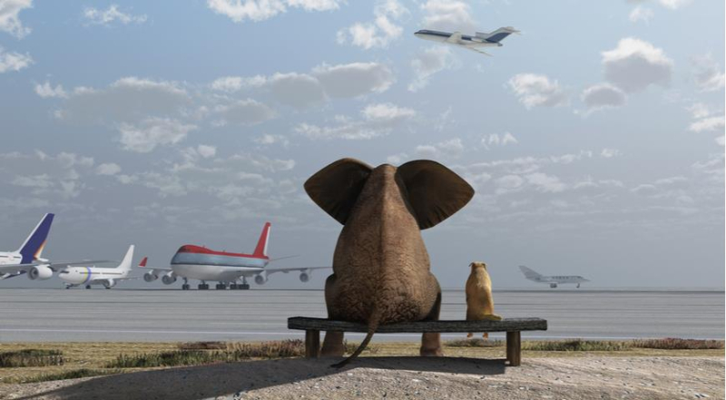 Как перевозить домашних животных в самолете в 2024 году