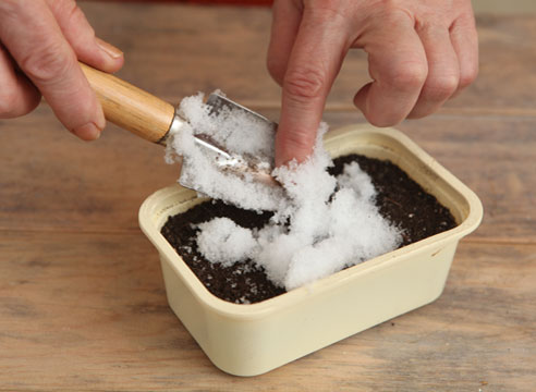 Как посеять семена примулы по снегу, советы и мастер-класс от Ольги Бондаревой