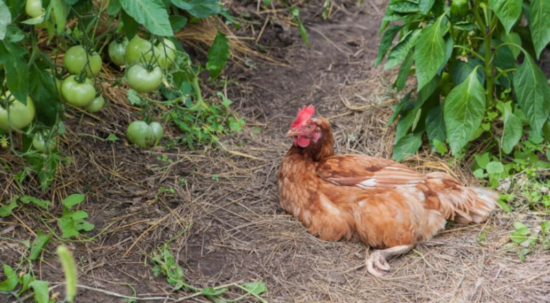 Как выбрать подходящую породу курицы несушки, ухаживать за птицей и правильно содержать