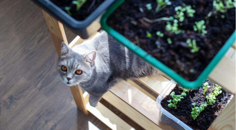 Как защитить рассаду от кошки