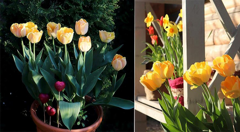 Красивые цветочные композиции в контейнерах на Пасху, советы Елены Родительской