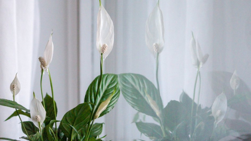 Лучше освежителей: 10 растений, которые избавят квартиру от неприятных запахов