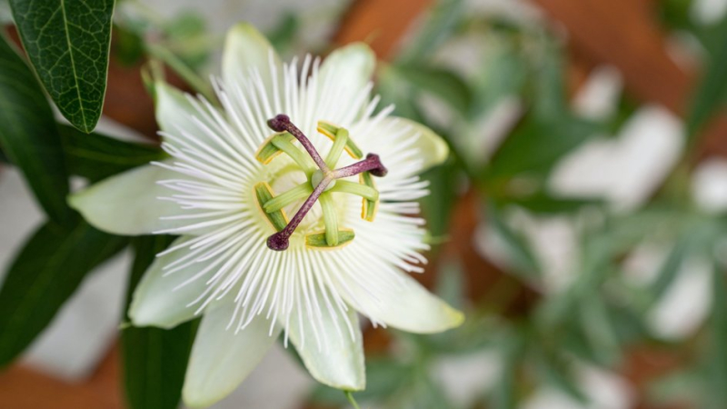 Лучше освежителей: 10 растений, которые избавят квартиру от неприятных запахов