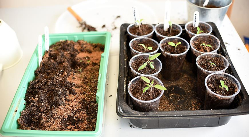Рассада помидоров: как вырастить свою рассаду томатов на подоконнике