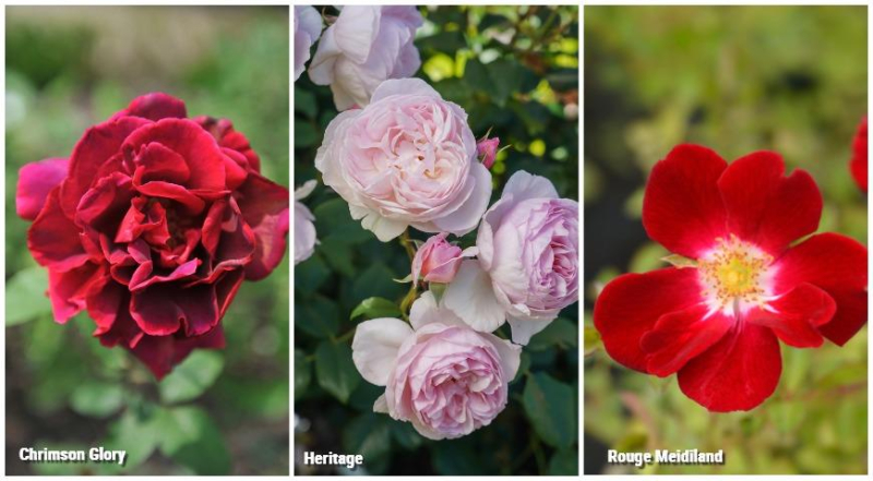 Ароматные розы, выбираем сорта