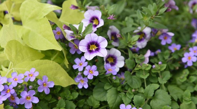 Бакопа, или сутера - красивоцветущее ампельное растение для подвесных кашпо