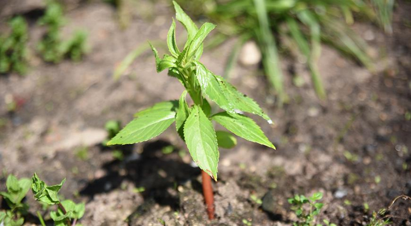 Бальзамин из семян: как самому вырастить рассаду садового бальзамина