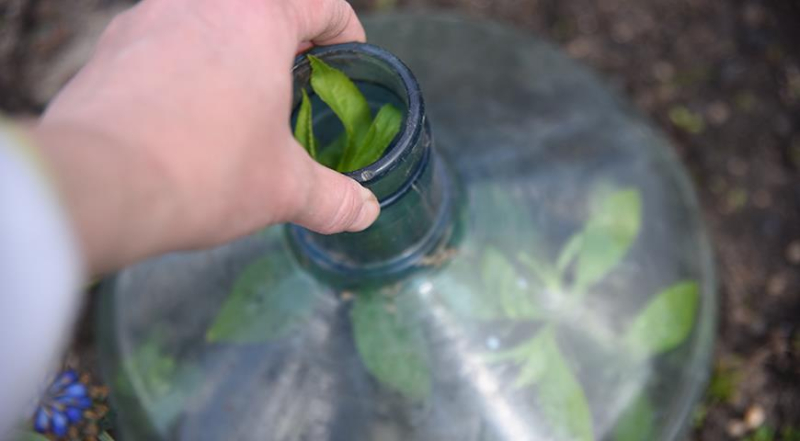 Бальзамин из семян: как самому вырастить рассаду садового бальзамина