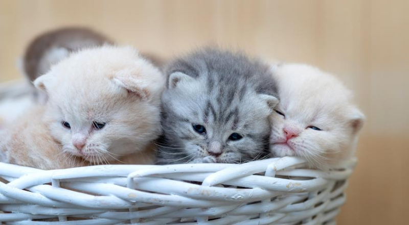 Британская порода кошек, особенности ухода и секрет популярности