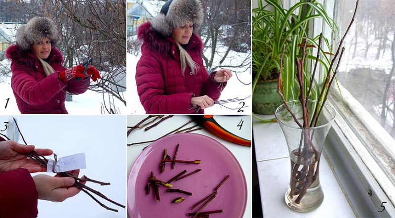 Как определить, пострадали ли от морозов плодовые деревья: советы Ольги Вороновой