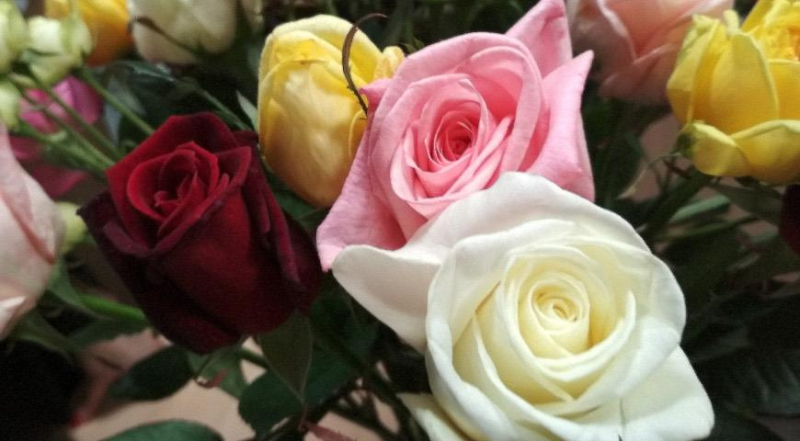 Как ухаживать за срезанными душистыми розами
