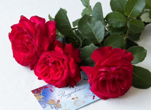 Как вырастить розу из букета: можно ли укоренить розу из подаренного на праздник букета?