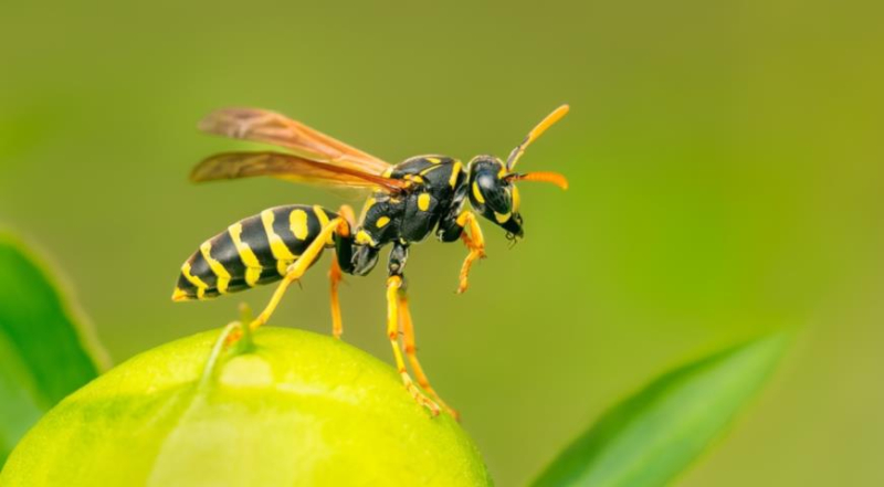 Какие осы прилетают к нам в сад, почему никогда не нападают первыми и как с ними договориться