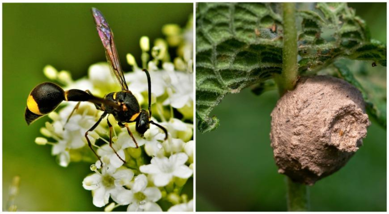 Какие осы прилетают к нам в сад, почему никогда не нападают первыми и как с ними договориться