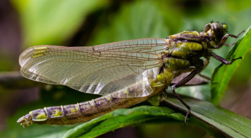 Какие стрекозы прилетают к нам в сад, почему это самые эффективные насекомые против комаров