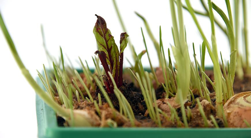 Мастер-класс по выращиванию витаминной зелени на подоконнике: урожай через 2 недели