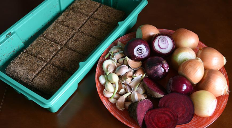 Мастер-класс по выращиванию витаминной зелени на подоконнике: урожай через 2 недели
