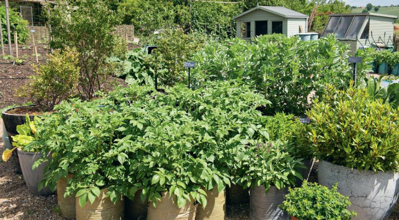 Рассада картофеля: как выращивать картошку из семян, мастер-класс по посеву