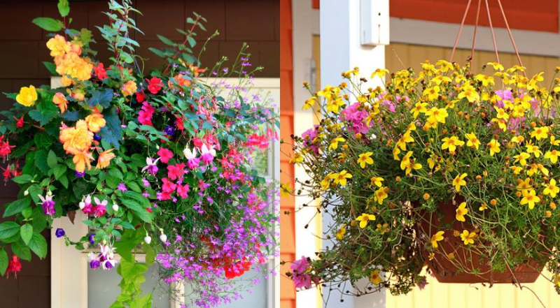 ТОП-10 цветов для контейнеров, или что посадить в горшки, чтобы красиво было все лето