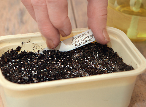 Выращивание рассады лобелии: мастер-класс с пошаговыми фото