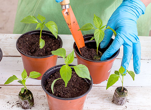 Выращивание рассады перца в торфяных таблетках