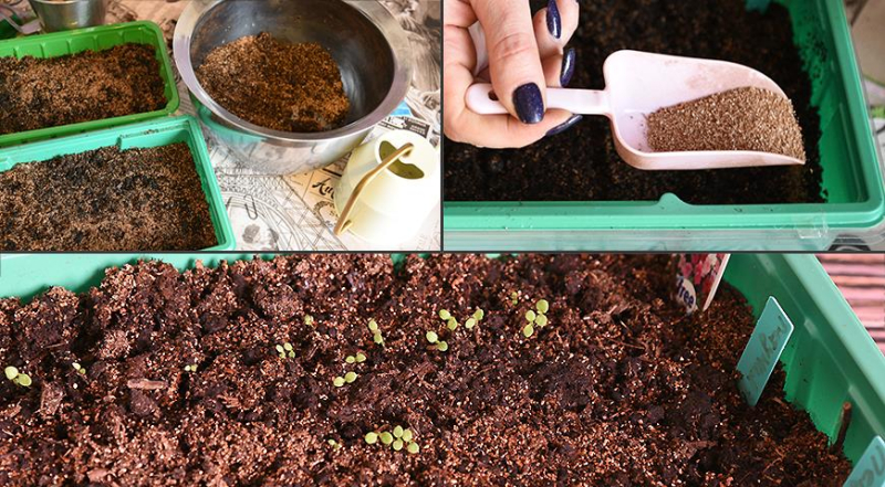4 способа посева семян петунии на рассаду: какой выберете вы?