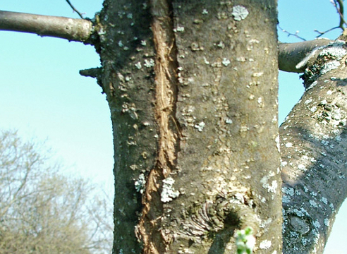 Что делать с зимними ранами на плодовых деревьях? На ваши вопросы отвечает Михаил Черток
