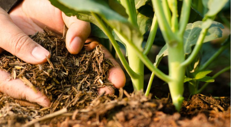 Что такое азофоска и как ее применять в огороде весной