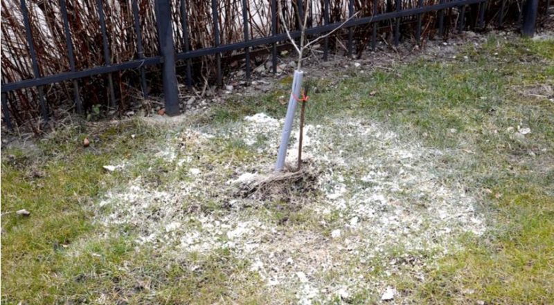 Доломитка весной: удобная шпаргалка, куда и сколько добавлять в саду и огороде