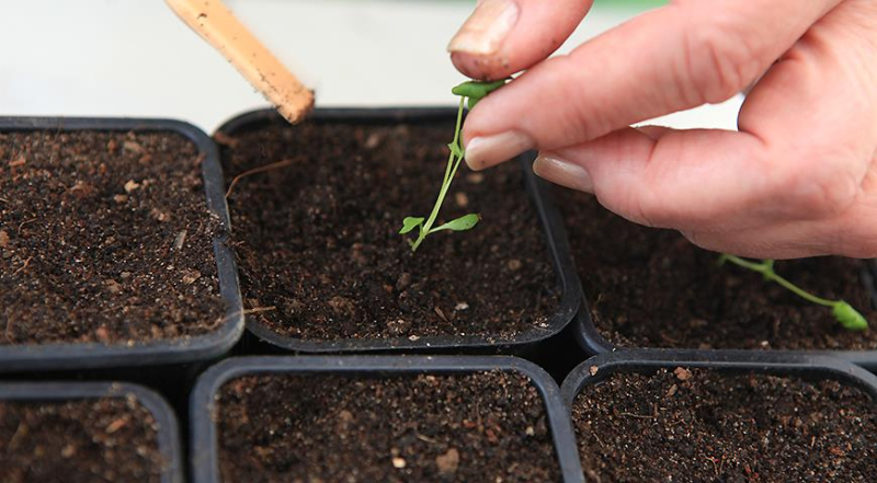 Как посеять семена сельдерея на рассаду: пошаговый мастер-класс